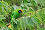 Golden-fronted Leafbirdborder=